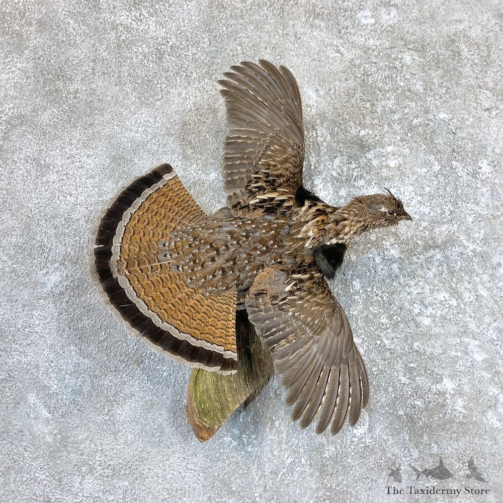 Ruffed Grouse Bird Mount For Sale #26576 @ The Taxidermy Store