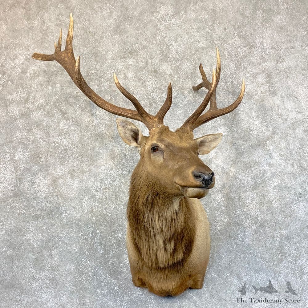 Rocky Mountain Elk Shoulder Mount For Sale #23756 @ The Taxidermy Store