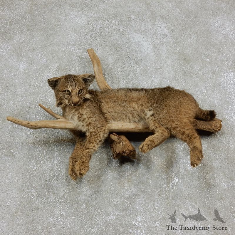 Bobcat Life-Size Mount For Sale #17969 @ The Taxidermy Store