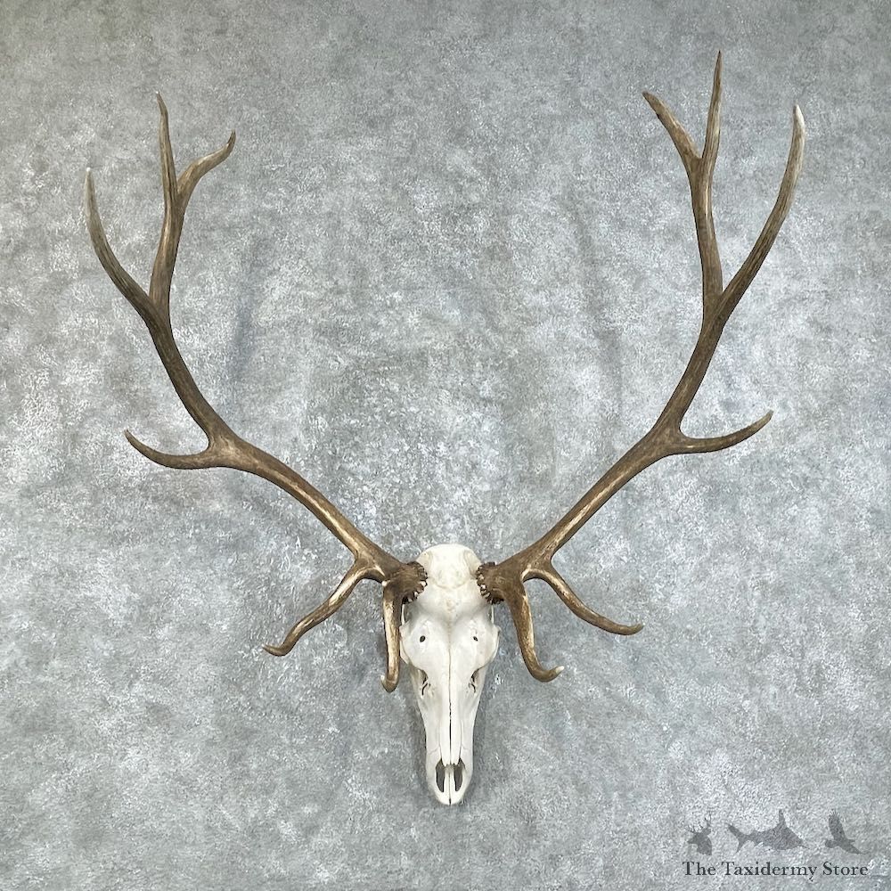 Rocky Mountain Elk Skull European Mount For Sale #25843 @ The Taxidermy Store