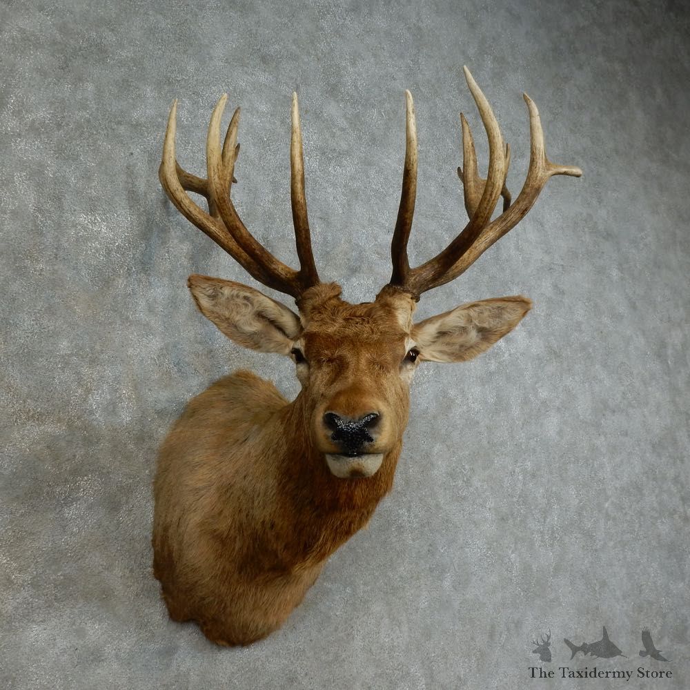 Red Stag Shoulder Mount For Sale #16164 @ The Taxidermy Store