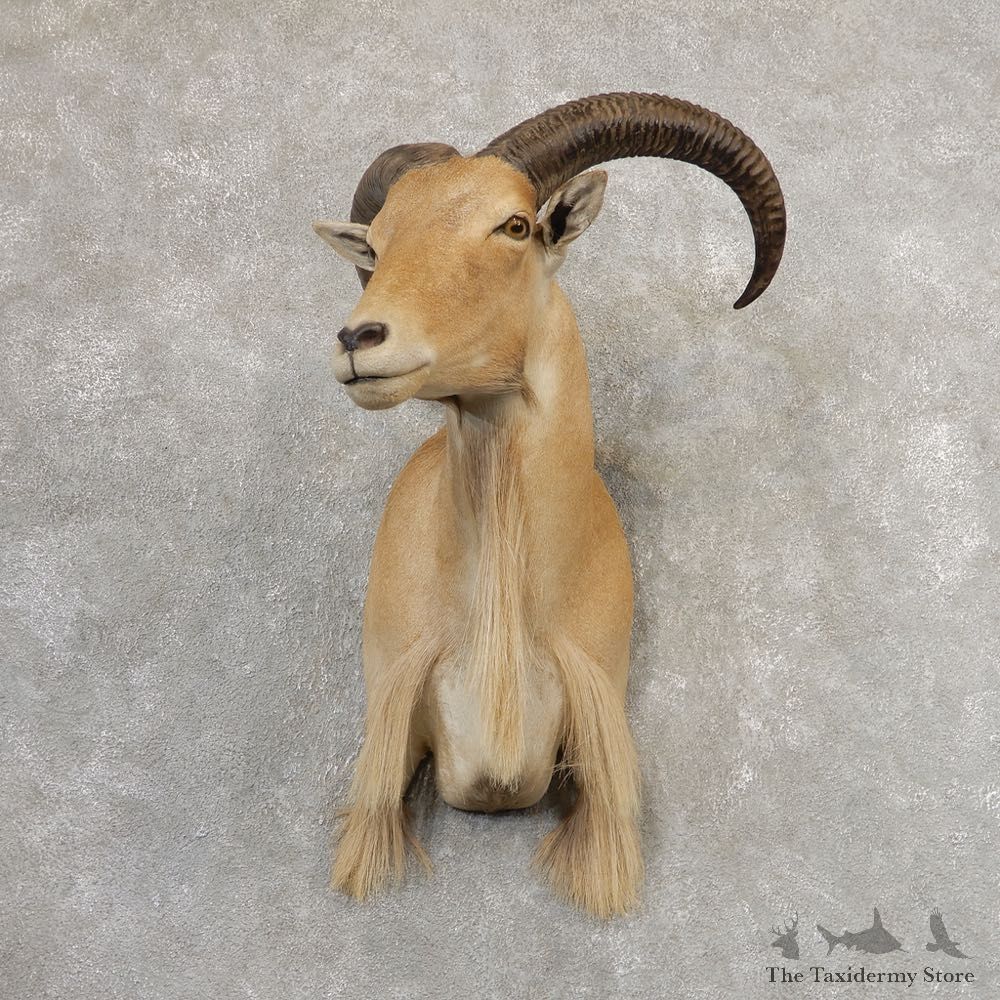 Aoudad Shoulder Mount For Sale #21320 @ The Taxidermy Store