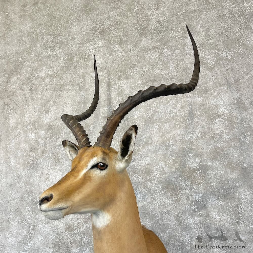 South African Impala Shoulder Mount For Sale #28280 @ The Taxidermy Store