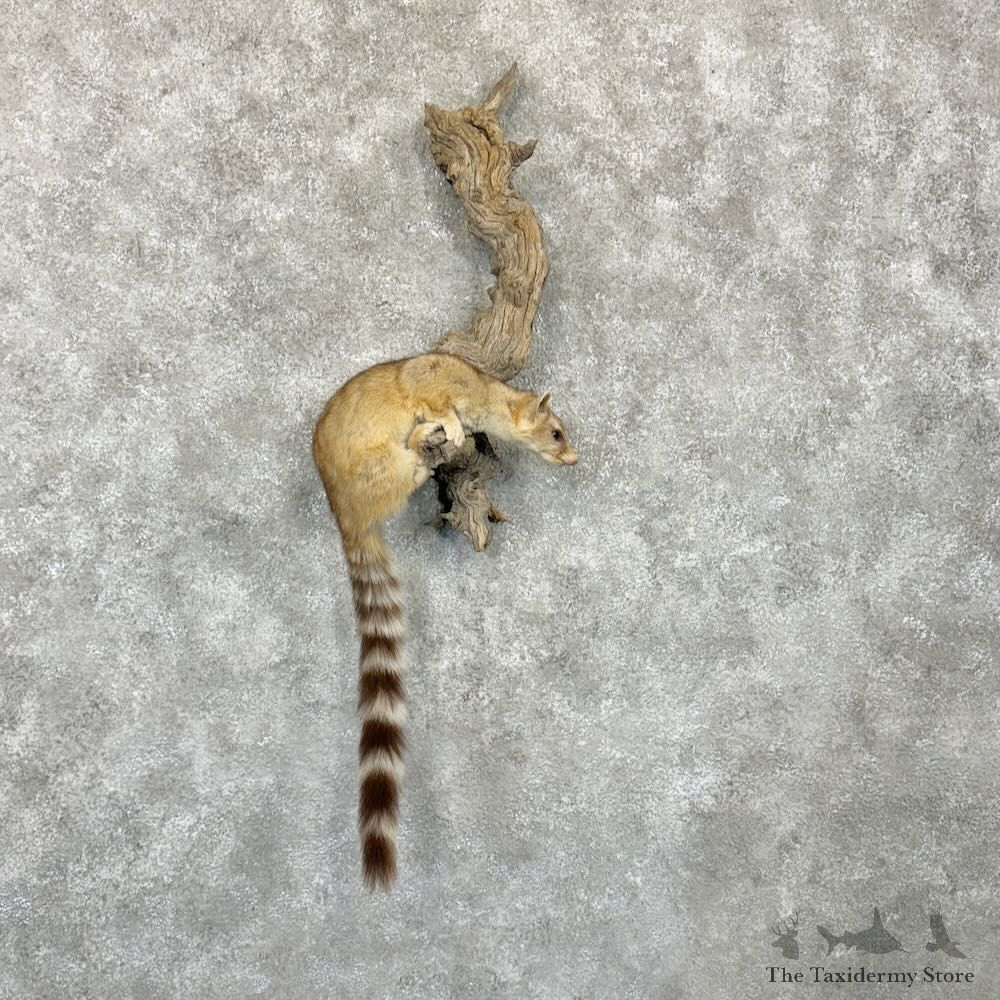 Ringtail Cat Mount For Sale #29053 @ The Taxidermy Store