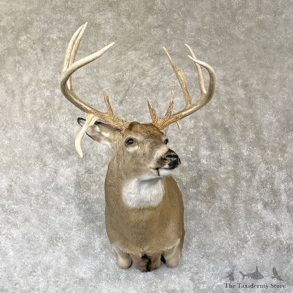 Whitetail Deer Shoulder Mount For Sale #28155 - The Taxidermy Store