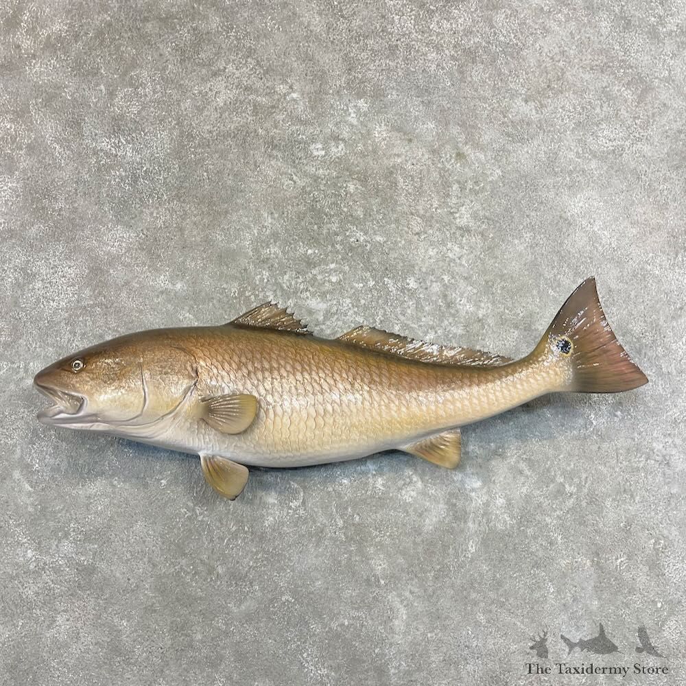 Redfish Fish Mount For Sale #27702 - The Taxidermy Store