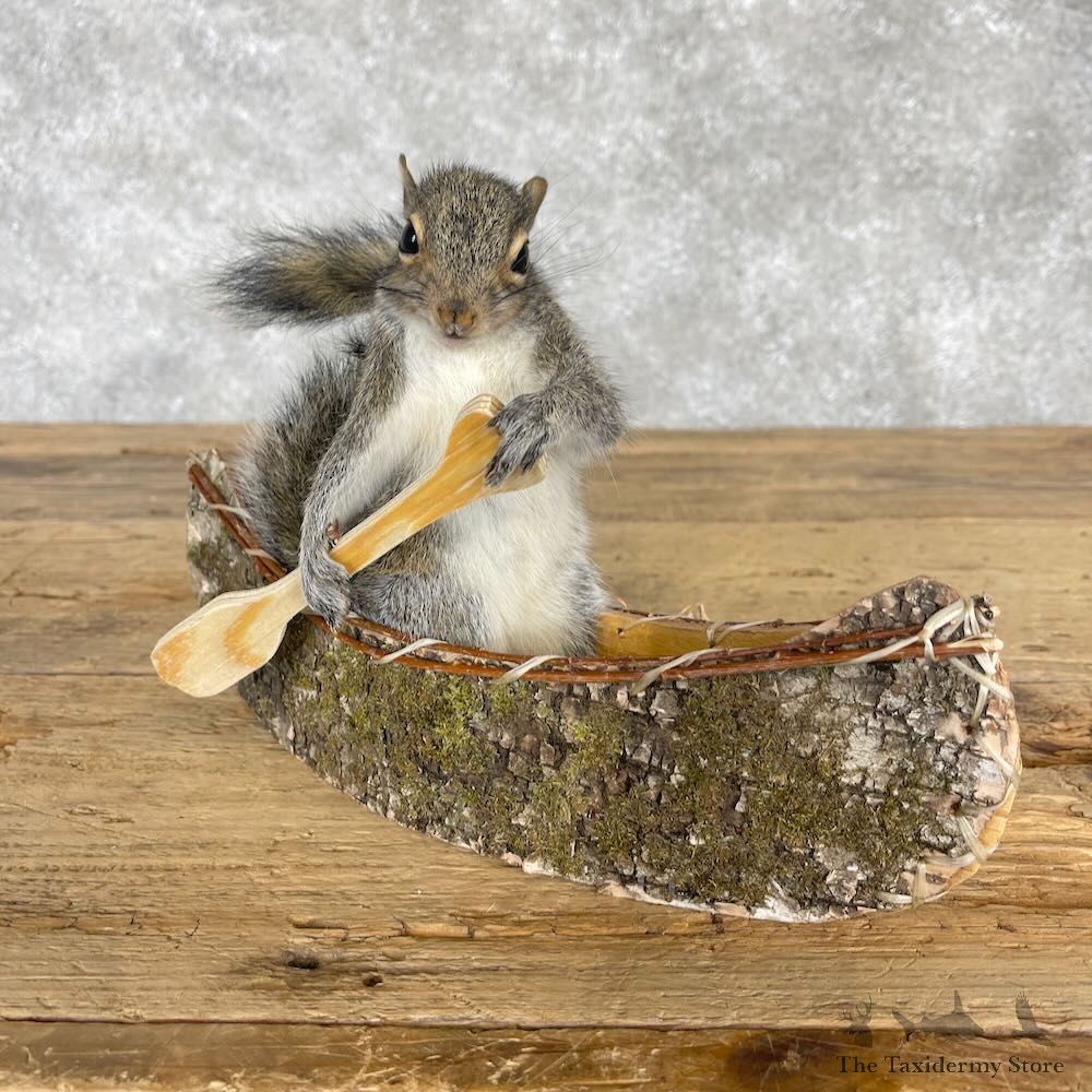 Canoe Squirrel Novelty Mount For Sale #28576 @ The Taxidermy Store