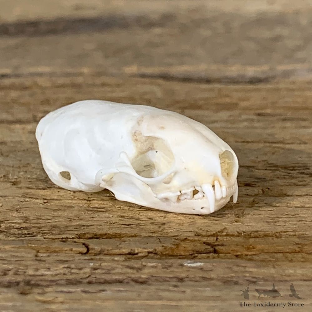 Weasel Full Skull Taxidermy Mount For Sale #22263 @ The Taxidermy Store