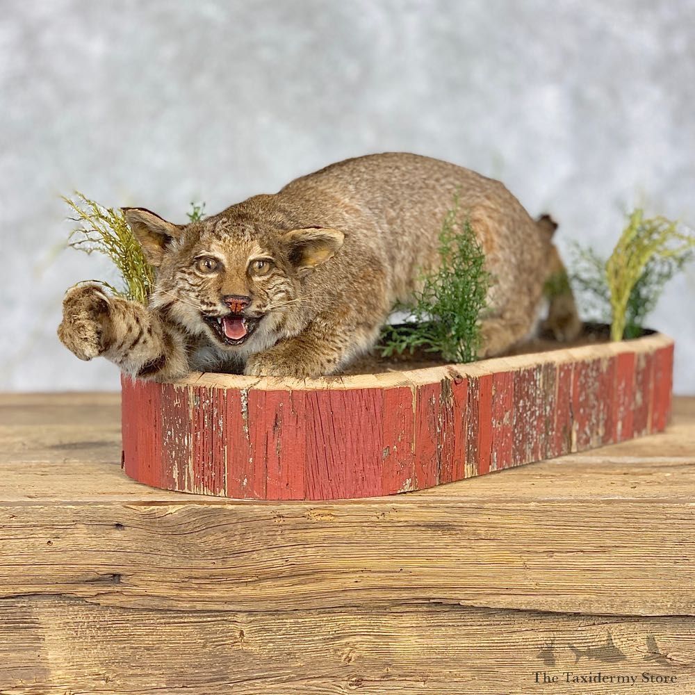 Bobcat Life-Size Mount For Sale #21402 @ The Taxidermy Store