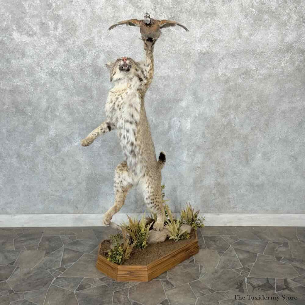 Bobcat Life Size Mount For Sale #32301 @ The Taxidermy Store