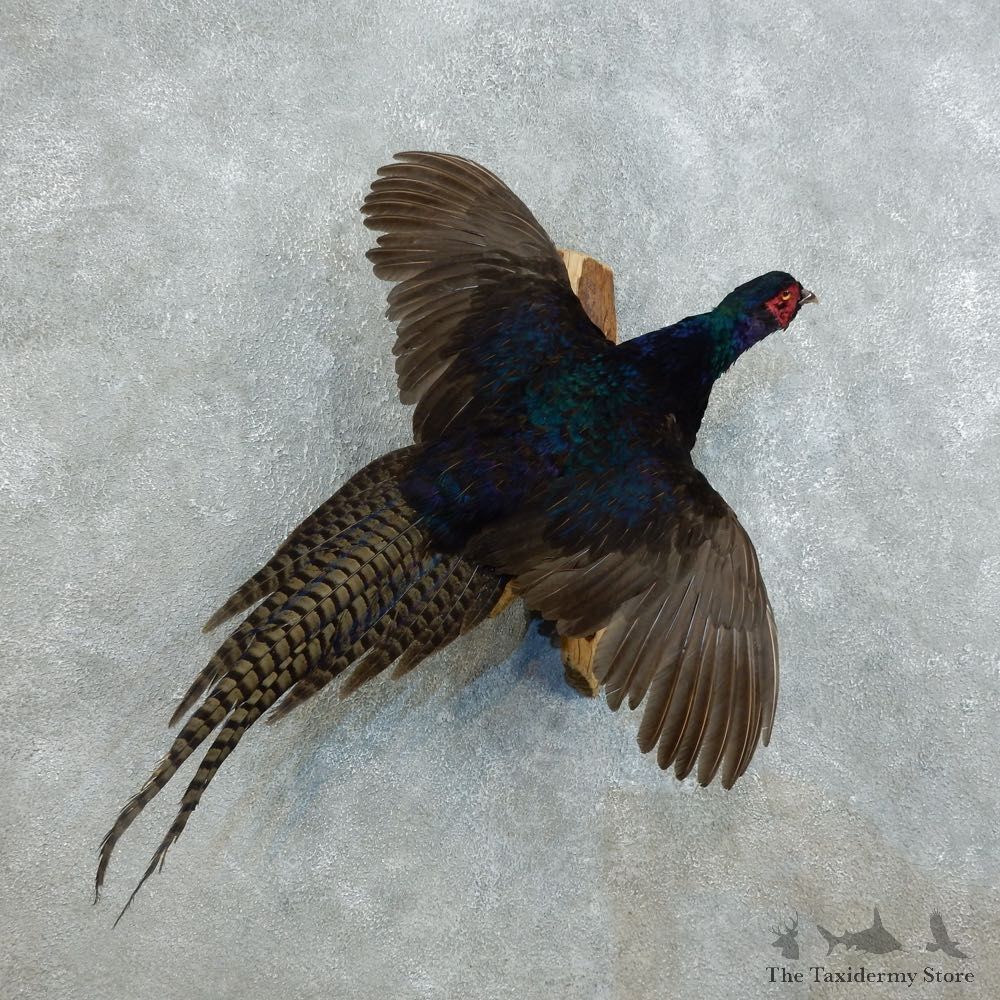 Black Pheasant Bird Mount For Sale #18520 @ The Taxidermy Store