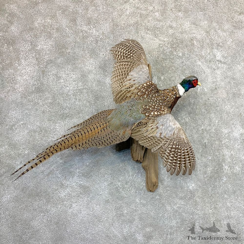 Ringneck Pheasant Bird Mount For Sale #22973 @ The Taxidermy Store
