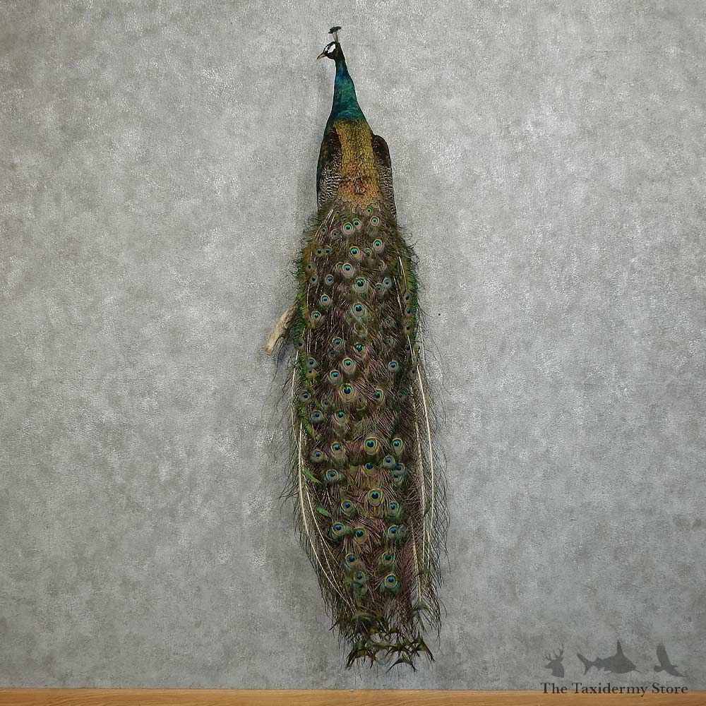 Indian Peacock Bird Mount For Sale #16048 @ The Taxidermy Store