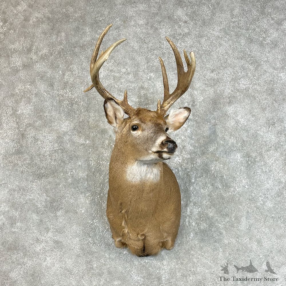 Whitetail Deer Shoulder Mount #25729 For Sale - The Taxidermy Store