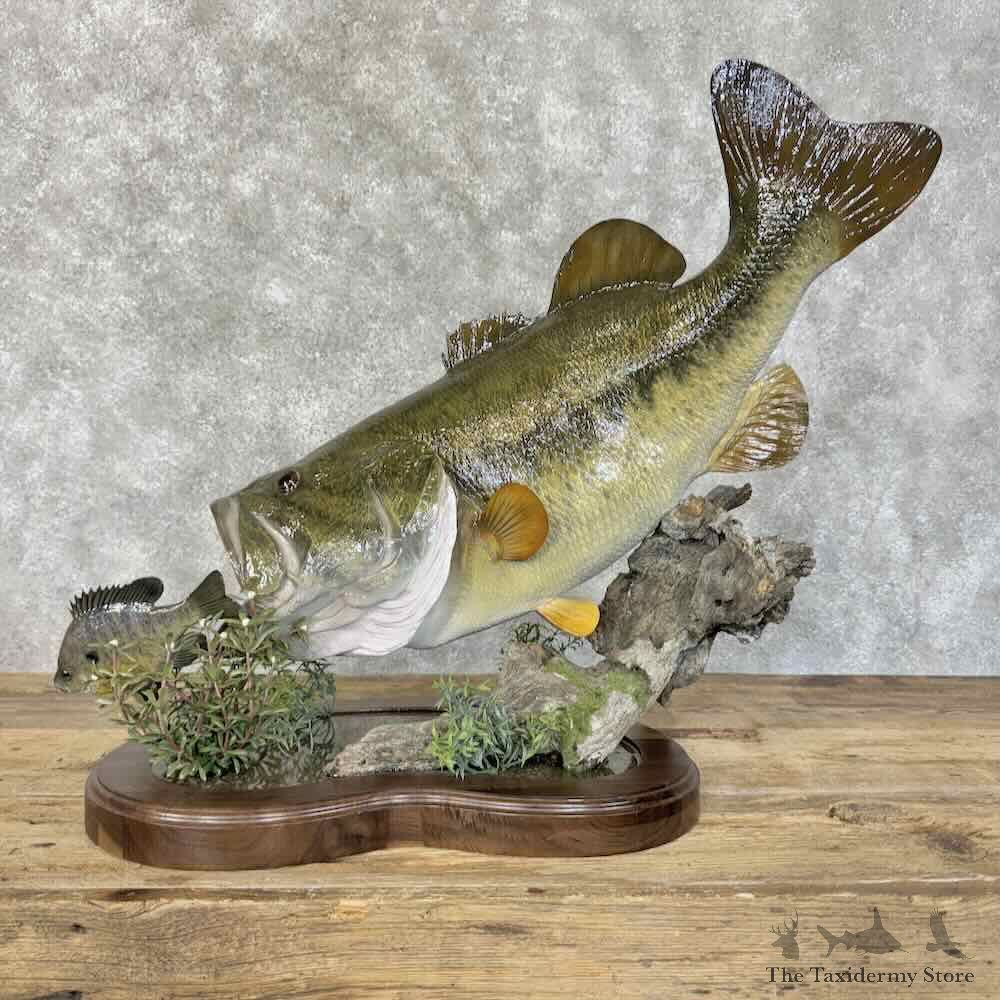 Largemouth Bass Fish Mount For Sale #31100 @ The Taxidermy Store