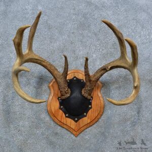 Whitetail Deer Antler Plaque Mount For Sale #15398 @ The Taxidermy Store