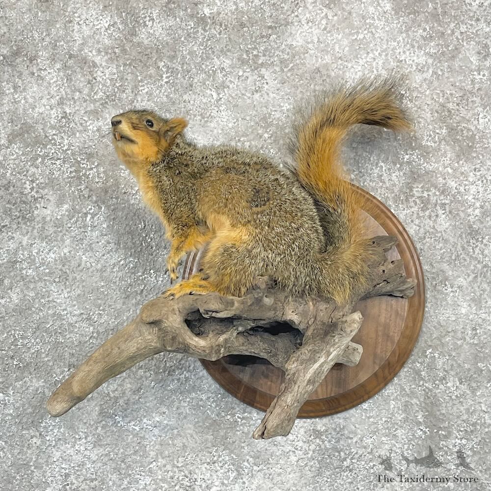 Fox Squirrel Life Size Mount For Sale #28260 @ The Taxidermy Store