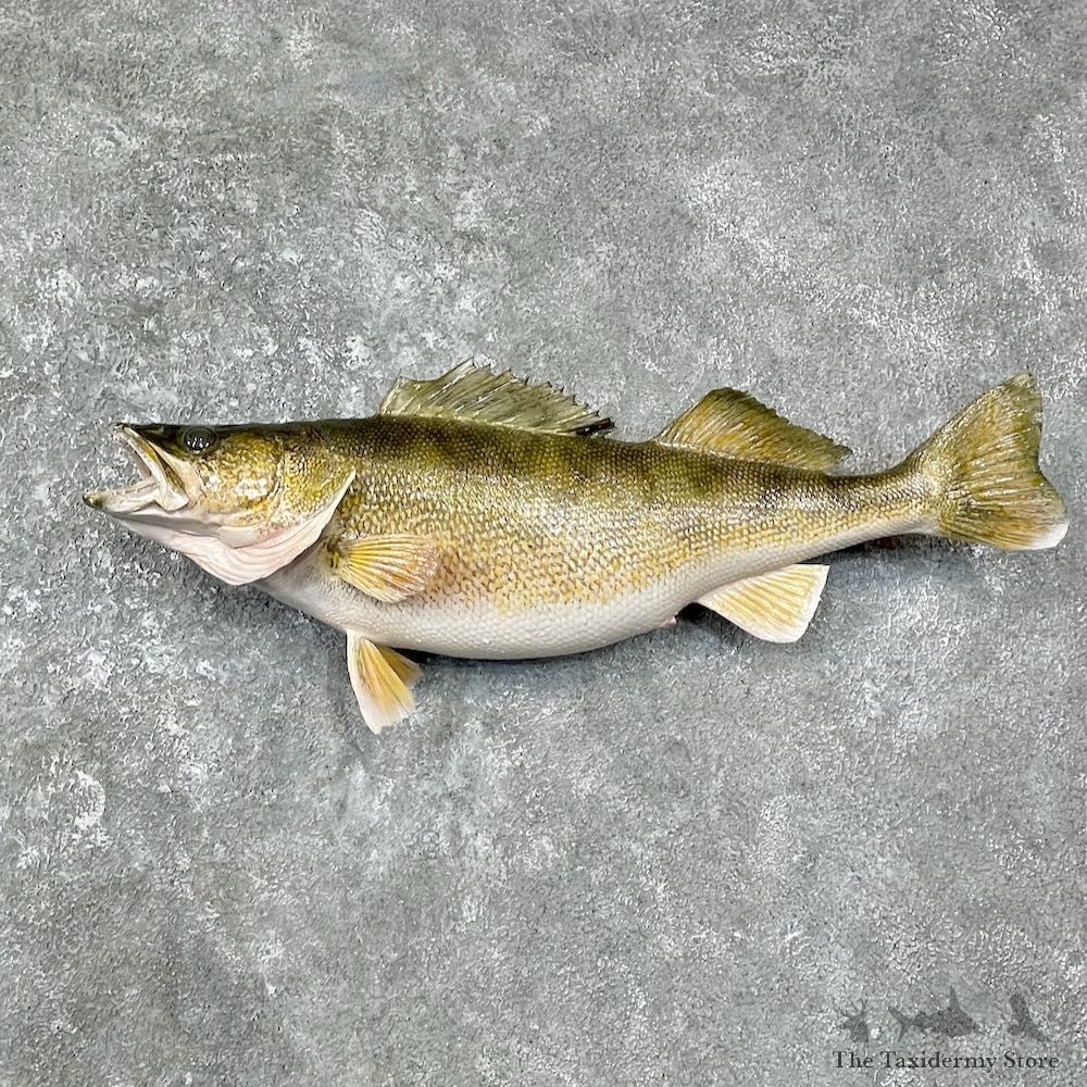 Walleye Taxidermy Mount For Sale #25618 @ The Taxidermy Store