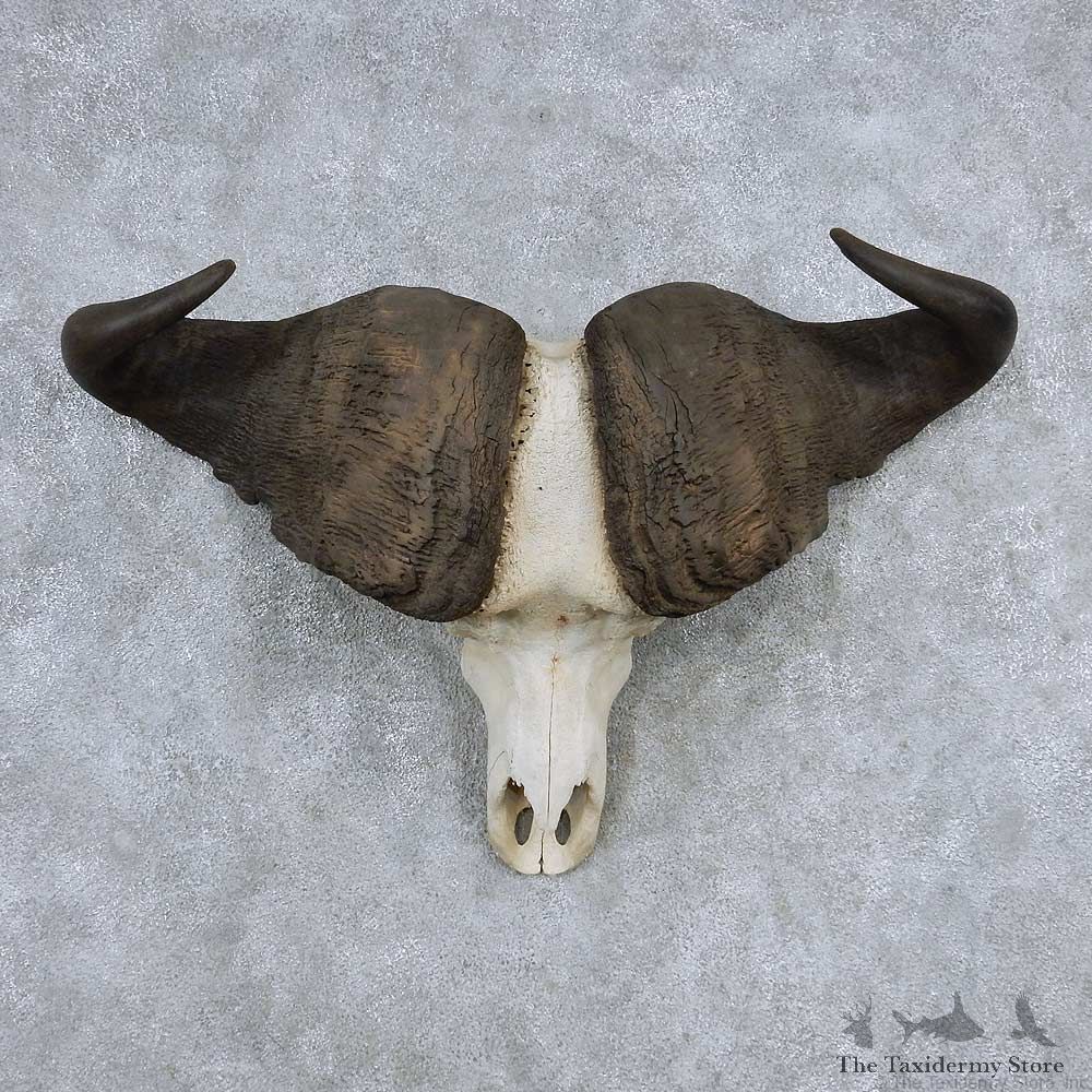 Cape Buffalo Skull Horns Mount For Sale #13904 For Sale @ The Taxidermy Store