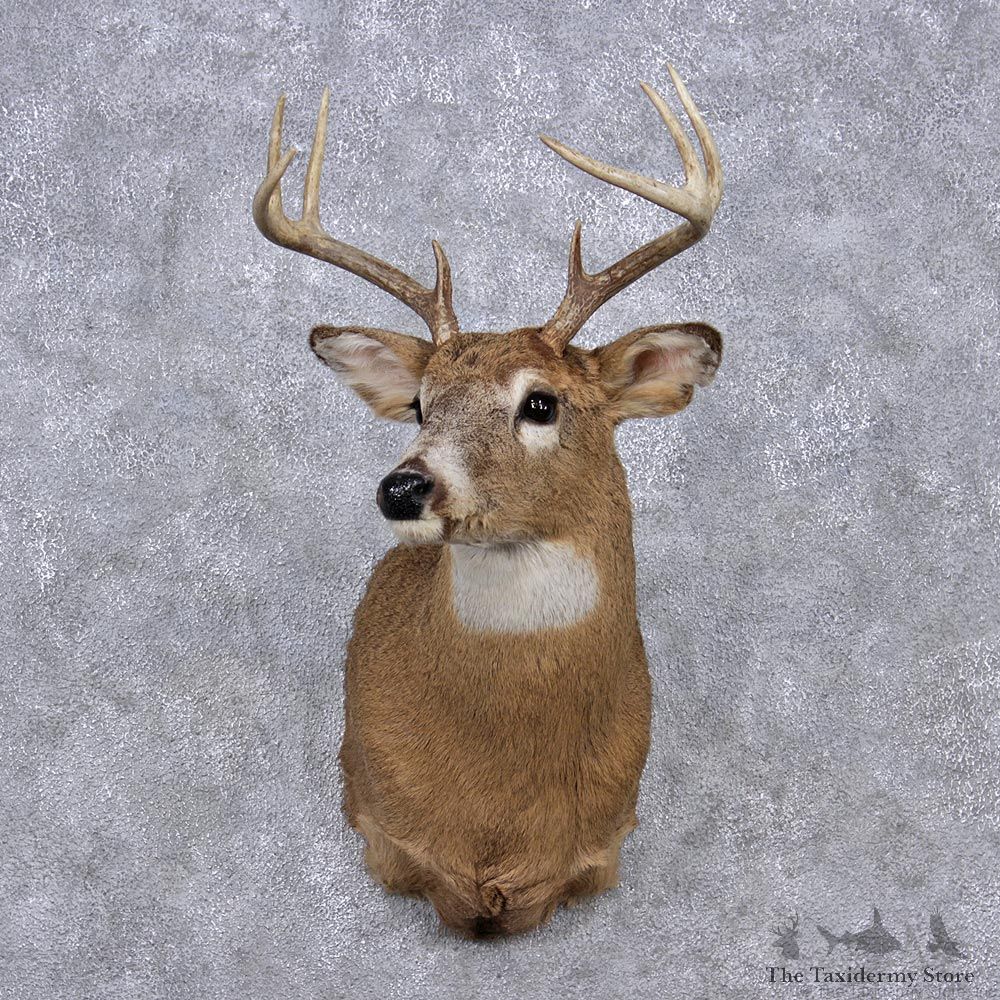 Whitetail Deer Shoulder Mount #12357 For Sale @ The Taxidermy Store