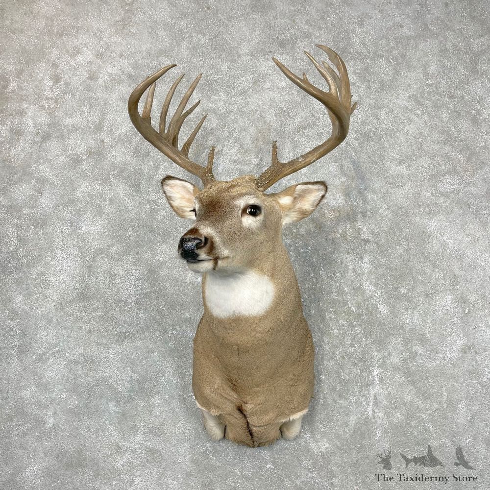 Whitetail Deer Shoulder Mount #24551 For Sale - The Taxidermy Store