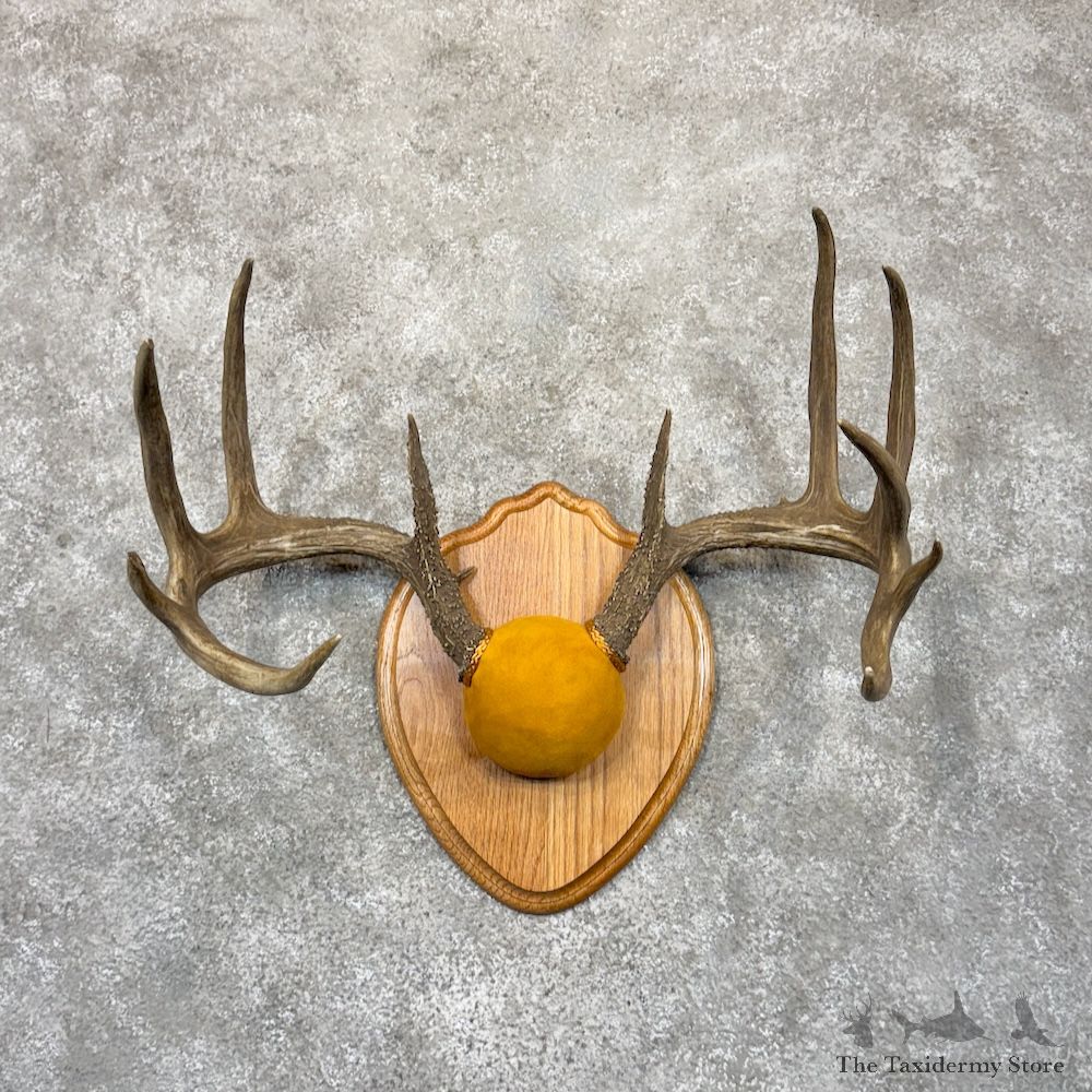 Whitetail Deer Antler Plaque Mount For Sale #30140 @ The Taxidermy Store