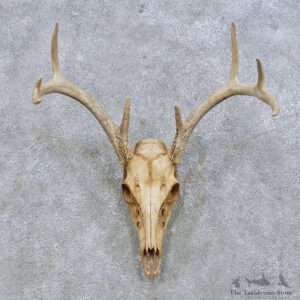 Whitetail Deer Skull European Mount For Sale #14670 @ The Taxidermy Store