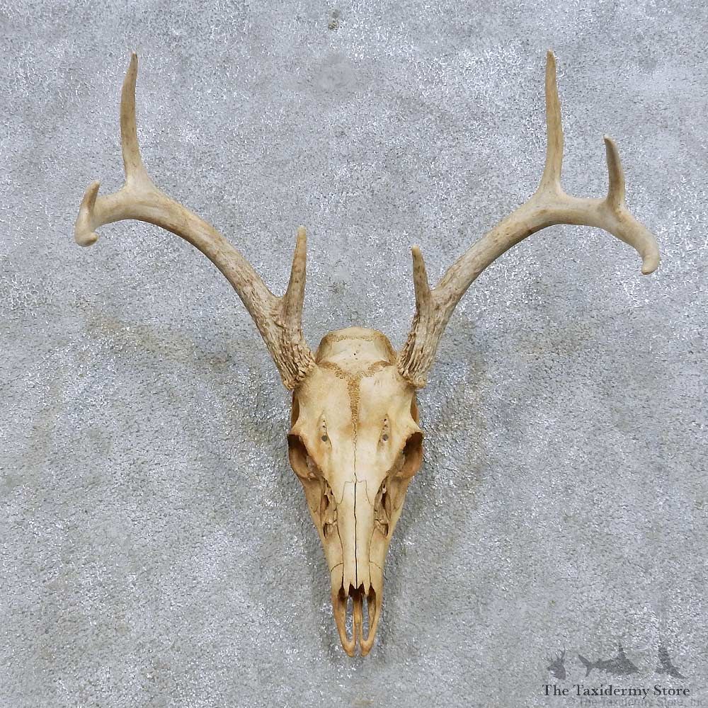 Whitetail Deer Skull European Mount For Sale #14670 @ The Taxidermy Store