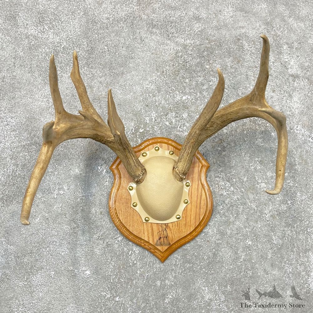 Whitetail Deer Antler Plaque Mount For Sale #24552 @ The Taxidermy Store