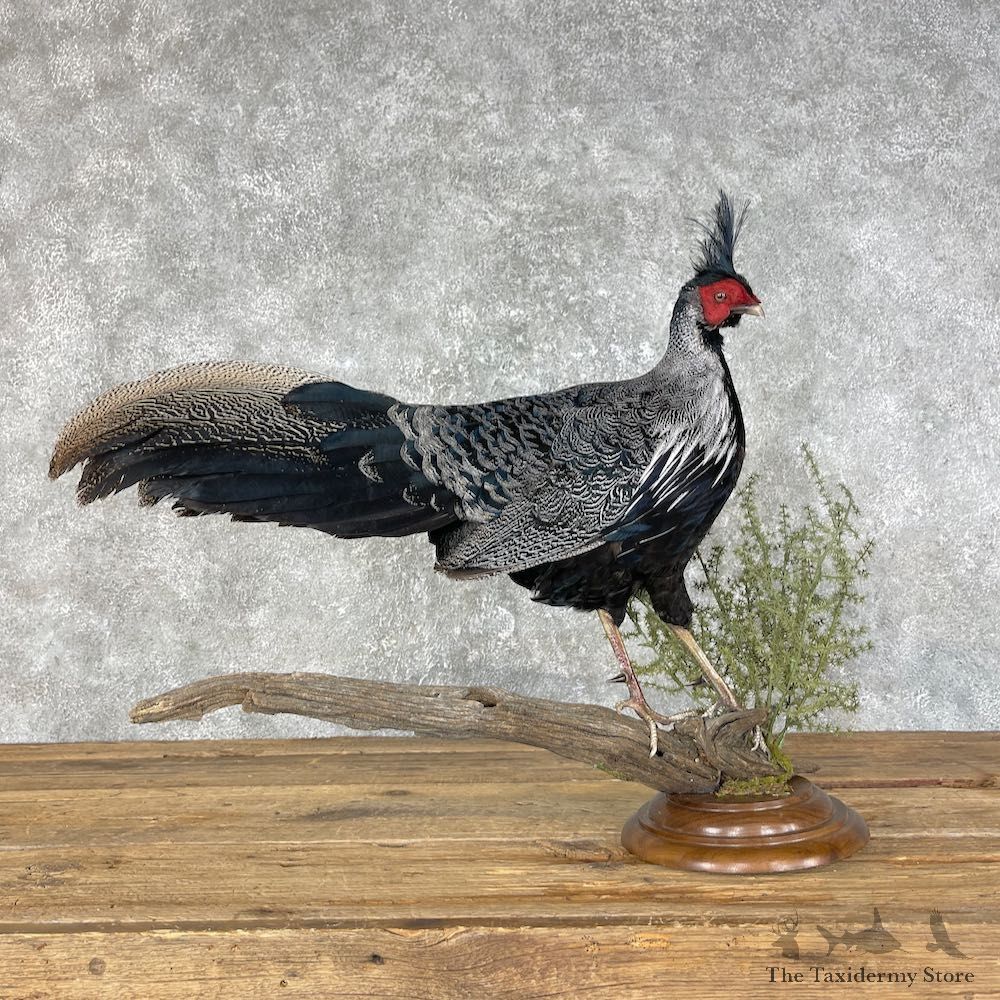 Kalij Pheasant Bird Mount For Sale #25449 @ The Taxidermy Store