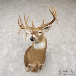 Whitetail Deer Shoulder Taxidermy Mount For Sale #18766 @ The Taxidermy Store