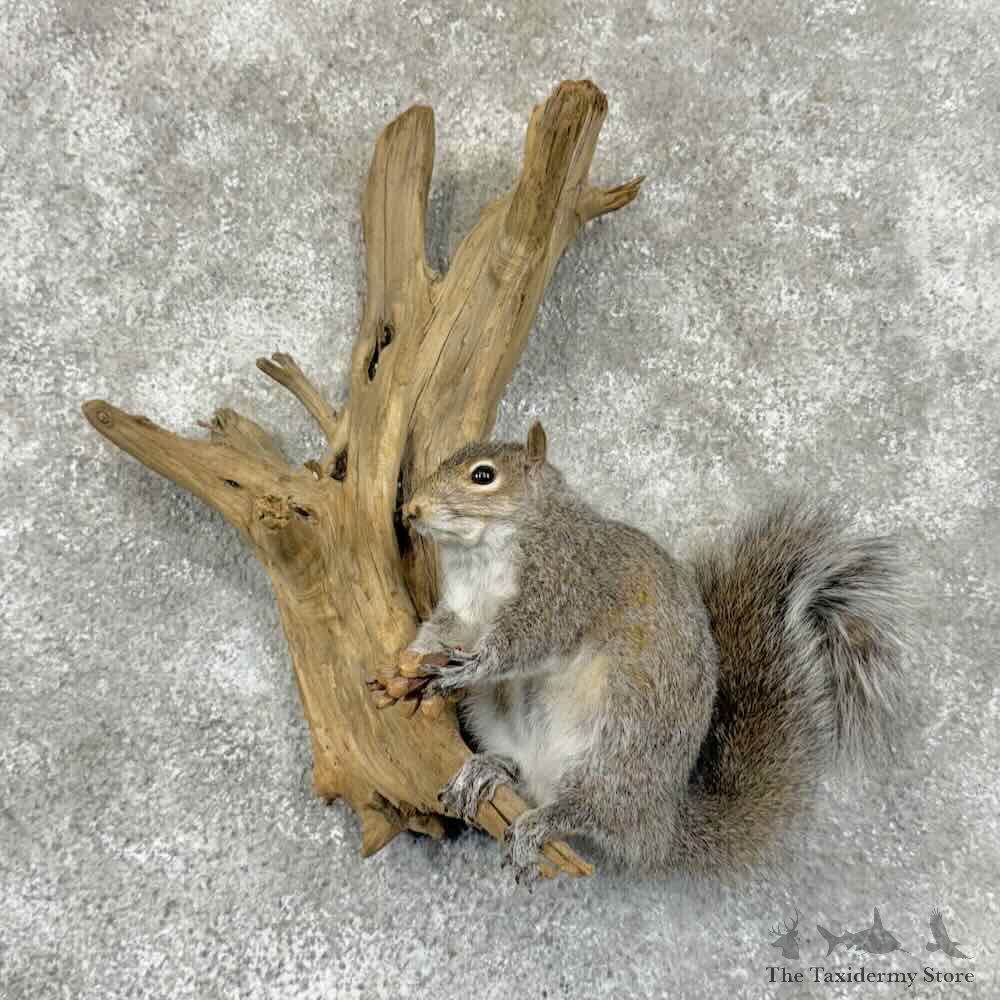 Grey Squirrel Life-Size Mount For Sale #30997 @ The Taxidermy Store