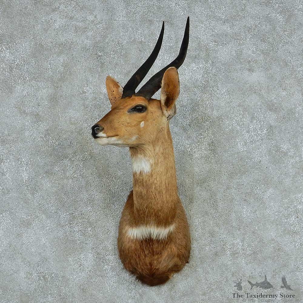 Cape Bushbuck Shoulder Mount #13611 For Sale @ The Taxidermy Store