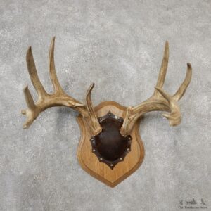 Whitetail Deer Antler Plaque Mount For Sale #19126 @ The Taxidermy Store