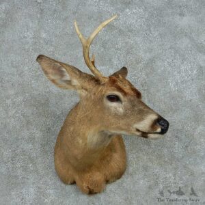 Whitetail Deer Taxidermy Shoulder Mount #13468 For Sale @ The Taxidermy Store