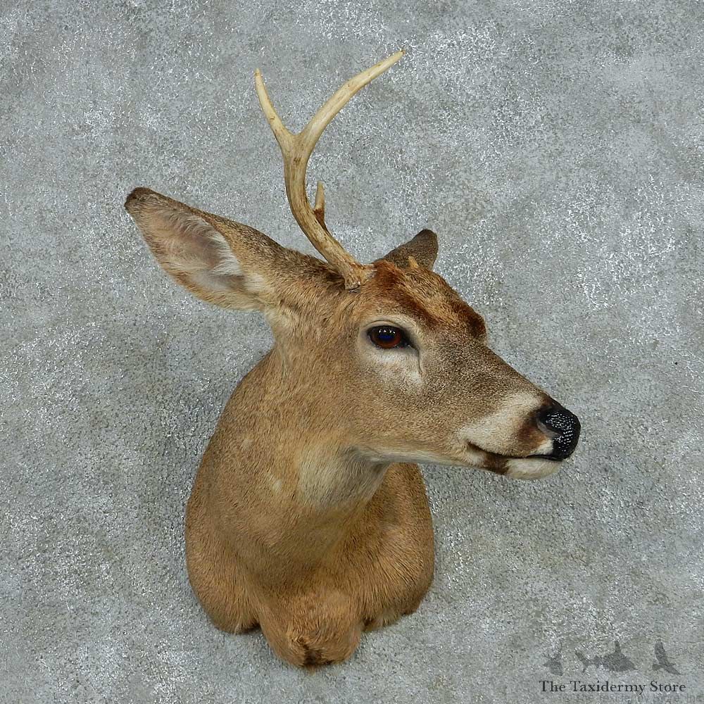 Whitetail Deer Taxidermy Shoulder Mount #13468 For Sale @ The Taxidermy Store