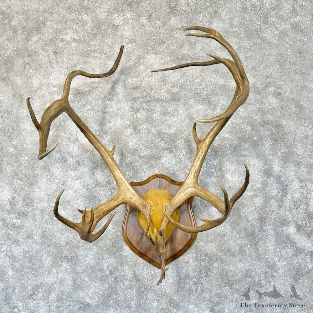 Caribou Plaque Mount For Sale #28765 @ The Taxidermy Store