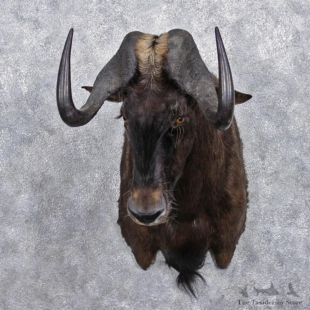 African Black Wildebeest Shoulder Taxidermy Mount #12365 For Sale @ The Taxidermy Store