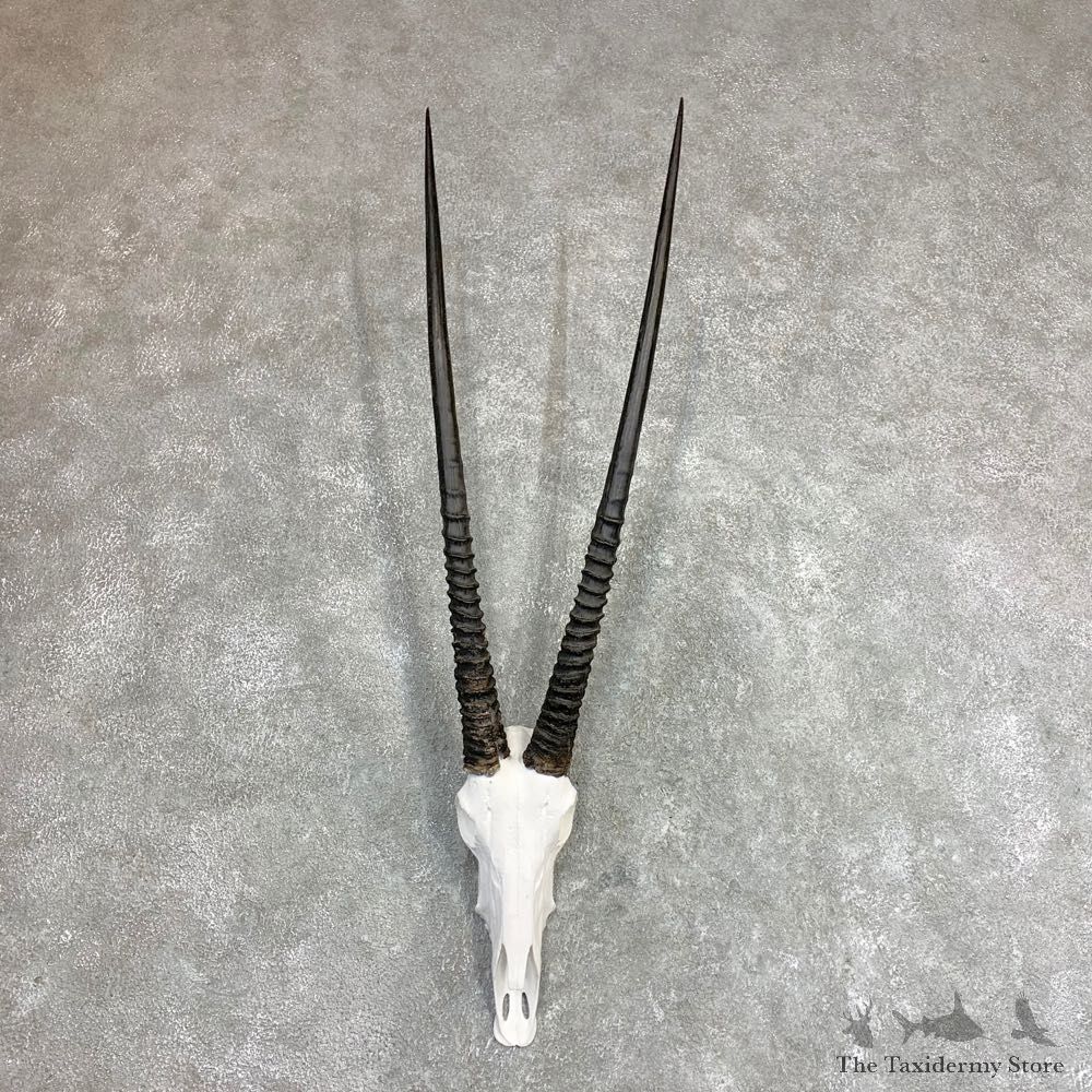 Gemsbok Skull Horns European Mount #21972 For Sale @ The Taxidermy Store