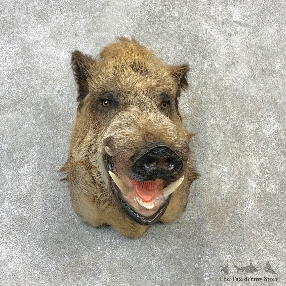 Russian Boar Shoulder Mount For Sale #23115 @ The Taxidermy Store