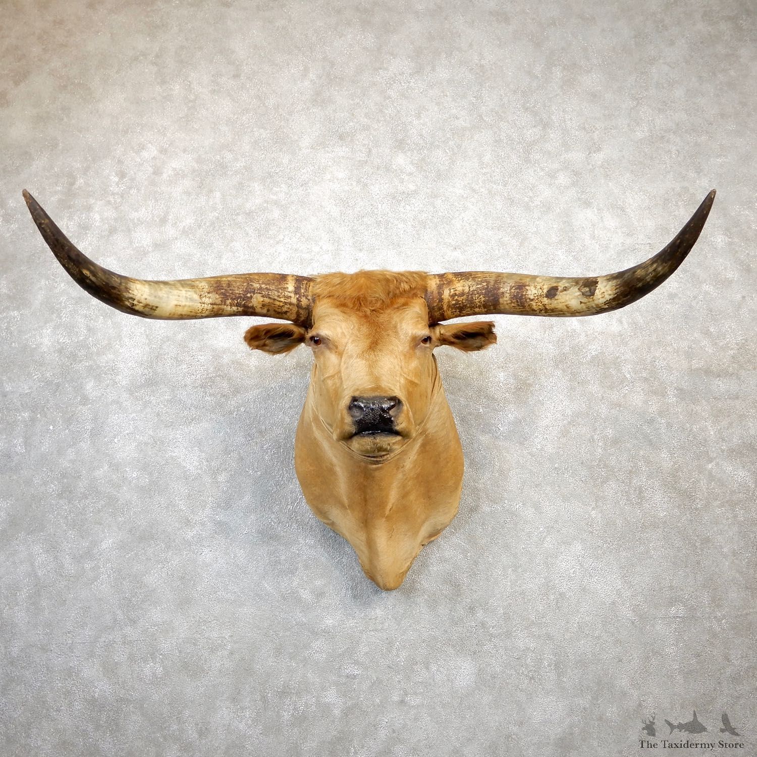 Texas Longhorn Shoulder Mount For Sale #19985 @ The Taxidermy Store