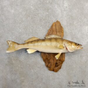 Walleye Taxidermy Mount For Sale #20577 @ The Taxidermy Store