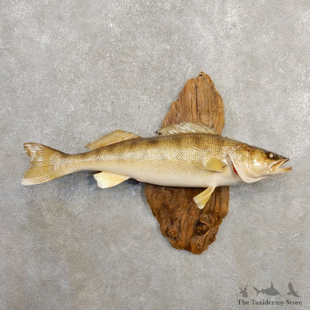 Walleye Taxidermy Mount For Sale #20577 @ The Taxidermy Store