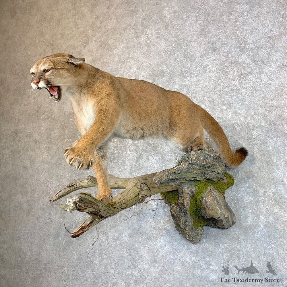 Mountain Lion Life-Size Mount For Sale #23537 @ The Taxidermy Store