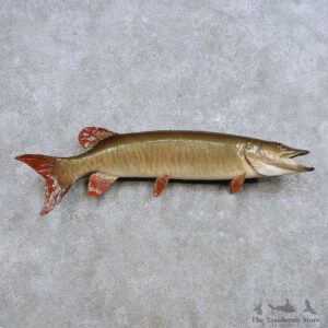 Muskie Fish Mount For Sale #14385 @ The Taxidermy Store