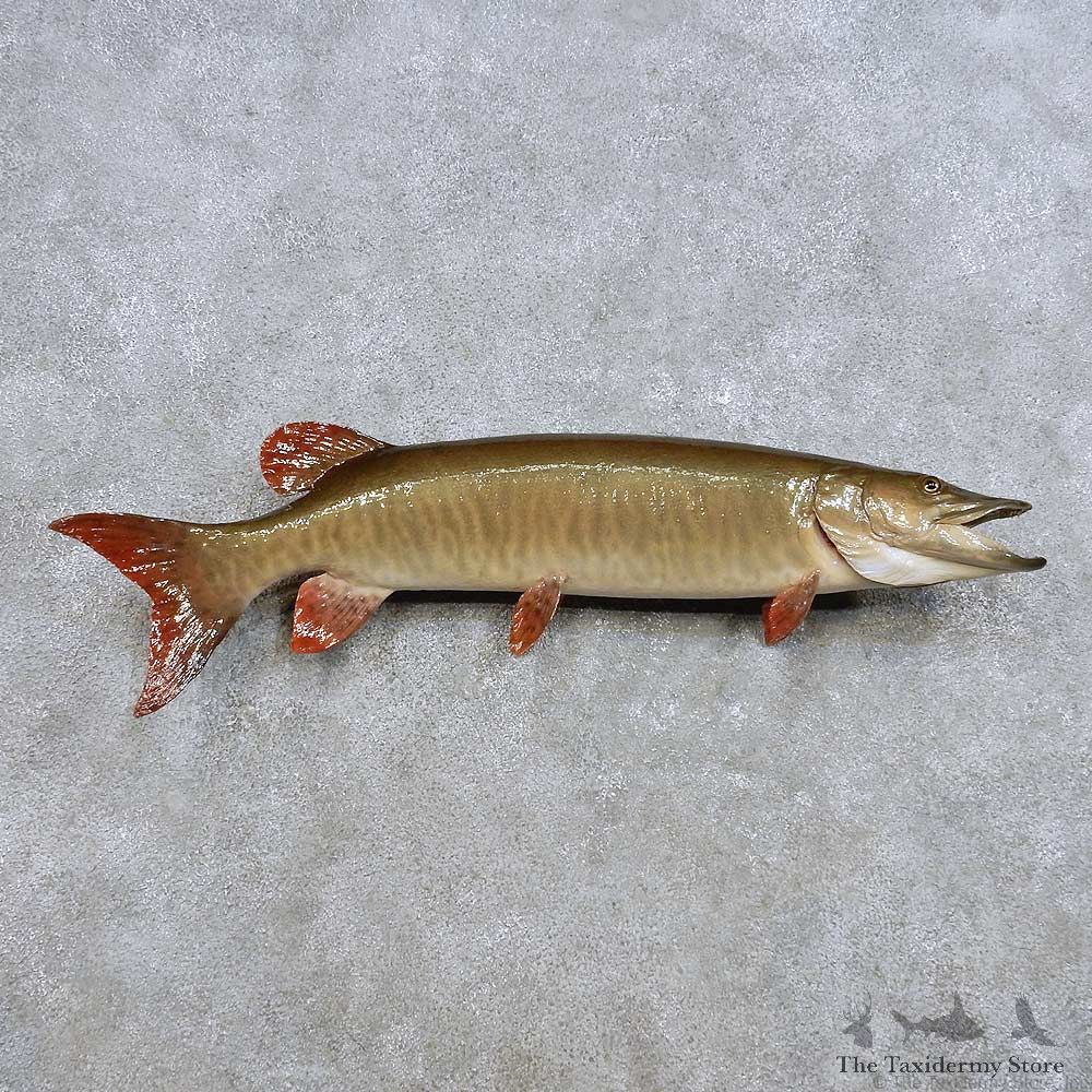 Muskie Fish Mount For Sale #14385 @ The Taxidermy Store