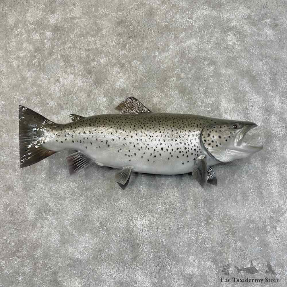 Brown Trout Fish Mount For Sale #31913 @ The Taxidermy Store