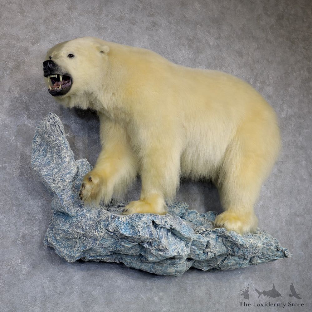 Polar Bear Life-Size Taxidermy Mount #23477 For Sale @ The Taxidermy Store