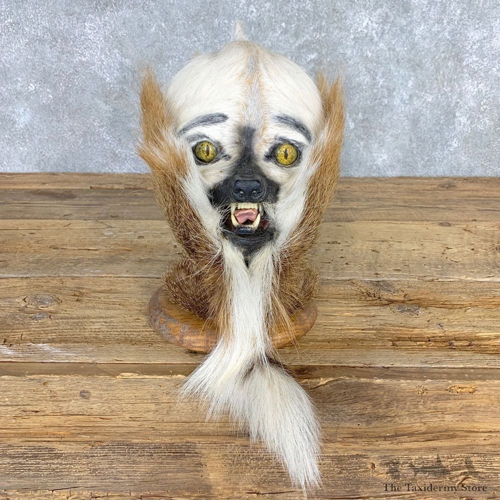 Swamp Booger Novely Mount For Sale #21711 @ The Taxidermy Store