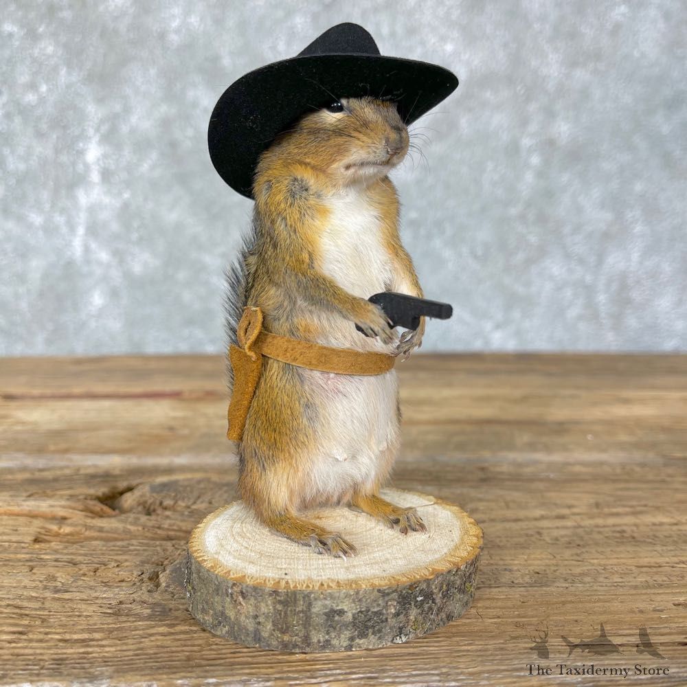 Cowboy Chipmunk Novelty Mount For Sale #24340 @ The Taxidermy Store